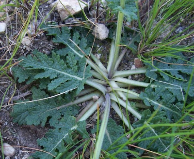 Salvia celestina