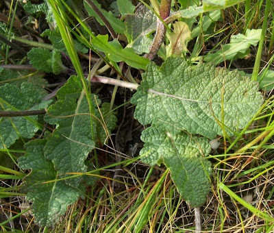 Salvia verbenaca L.