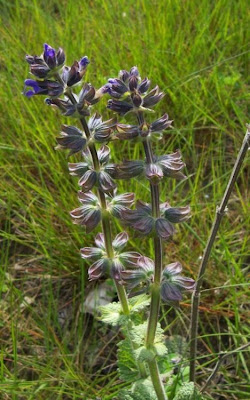 Salvia verbenaca L.