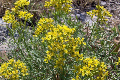 Common rue Common rue