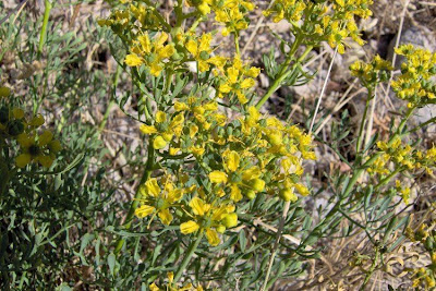 Common rue Common rue