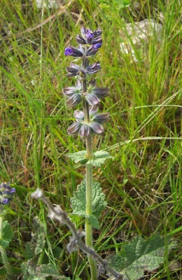 Salvia verbenaca L.