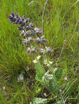 Salvia verbenaca L.