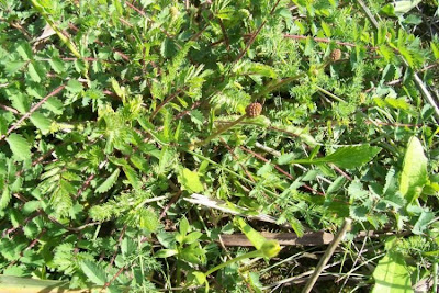 Garden burnet
