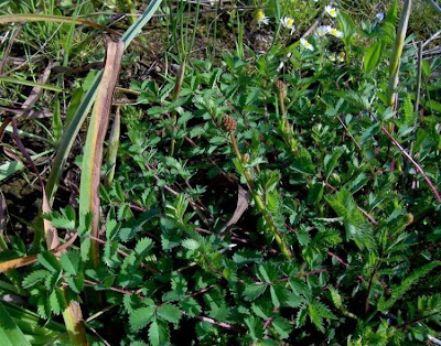 Garden burnet