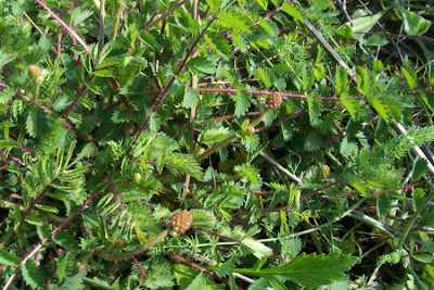Garden burnet