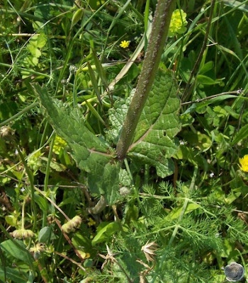 Salvia verbenaca L.