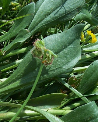 Erba-lombrica comune