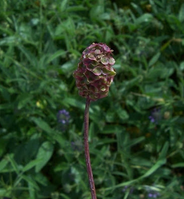 Garden burnet