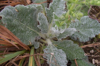 Salvia argentea,
Salvia argentea,
silver sage