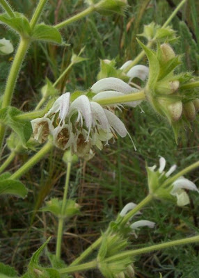 Salvia argentea,
Salvia argentea,
silver sage