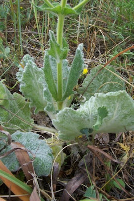 Salvia argentea,
Salvia argentea,
silver sage