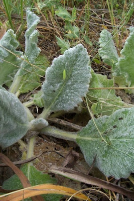 Salvia argentea,
Salvia argentea,
silver sage