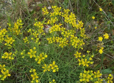 Common rue Common rue