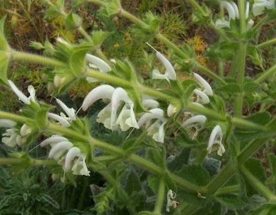 Salvia argentea,
Salvia argentea,
silver sage