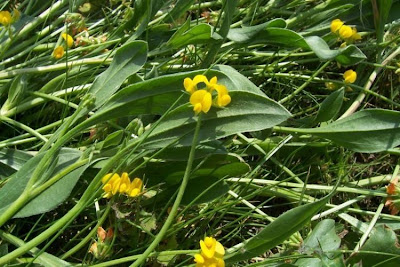 Erba-lombrica comune