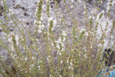 Satureja cuneifolia Ten.