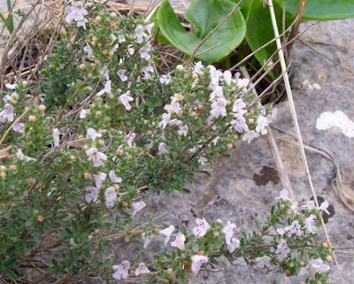 Satureja cuneifolia Ten.