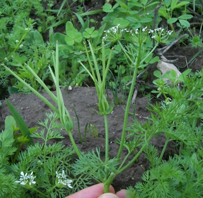 Acicula comune Acicula comune