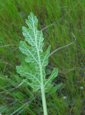 Salvia multifida S. et S.