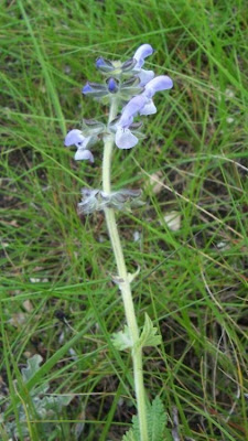 Salvia multifida S. et S.
