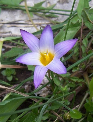 Romulea bulbocodium (L.) Seb. et Mauri