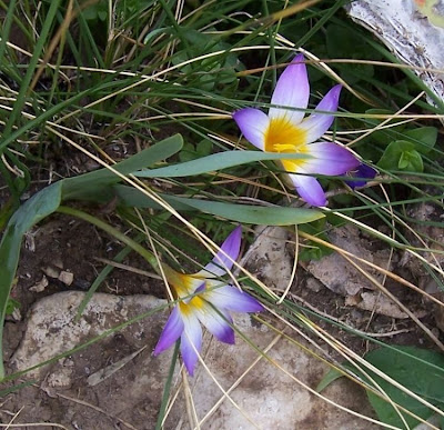 Romulea bulbocodium (L.) Seb. et Mauri