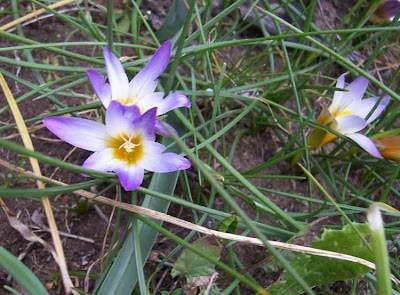 Romulea bulbocodium (L.) Seb. et Mauri