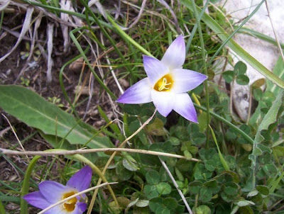 Romulea bulbocodium (L.) Seb. et Mauri