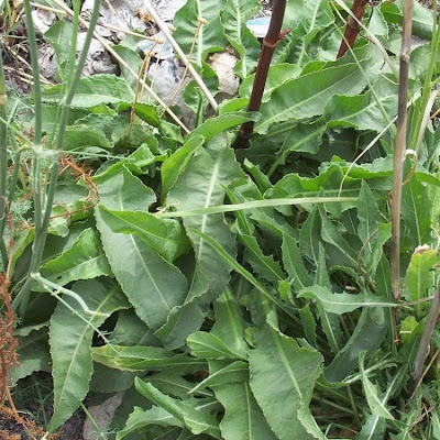 Acedera crispada Acedera crispada