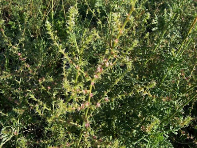 Kalikraut Kalikraut