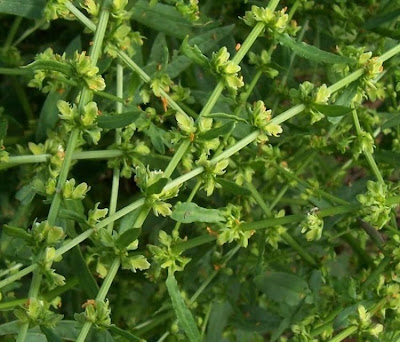 Acedera Acedera