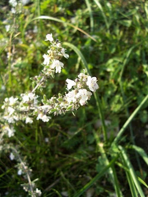Satureja cuneifolia Ten.