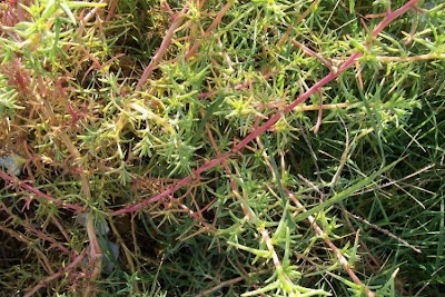 Salsola soda L.