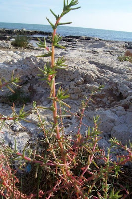 Salsola soda L.