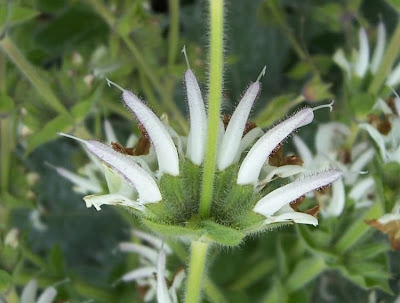 Salvia argentea,
Salvia argentea,
silver sage