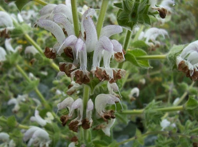Salvia argentea,
Salvia argentea,
silver sage