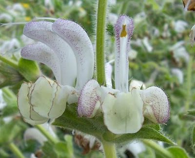 Salvia argentea,
Salvia argentea,
silver sage