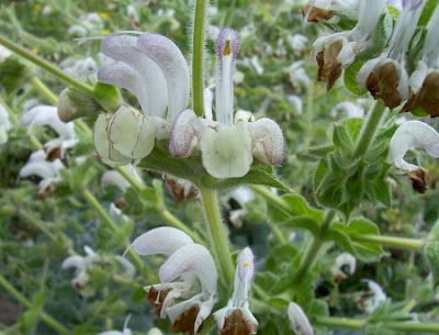 Salvia argentea,
Salvia argentea,
silver sage