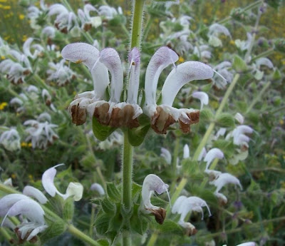 Salvia argentea,
Salvia argentea,
silver sage