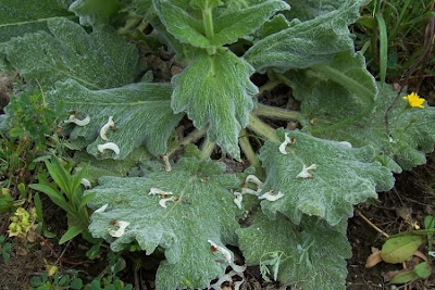 Salvia argentea,
Salvia argentea,
silver sage