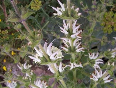 Salvia argentea,
Salvia argentea,
silver sage