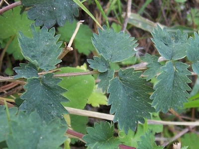 Garden burnet