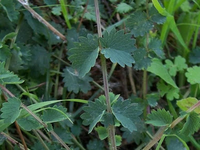 Garden burnet