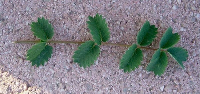 Garden burnet