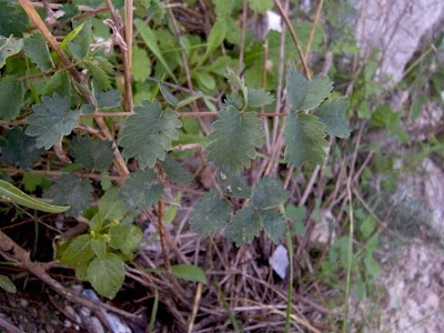 Garden burnet