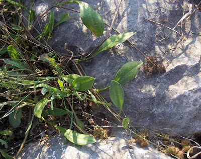 Erba-lombrica comune