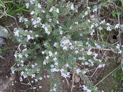 Apulian Savory, Satureja cuneifolia Apulian Savory, Satureja cuneifolia