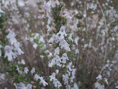 Apulian Savory, Satureja cuneifolia Apulian Savory, Satureja cuneifolia