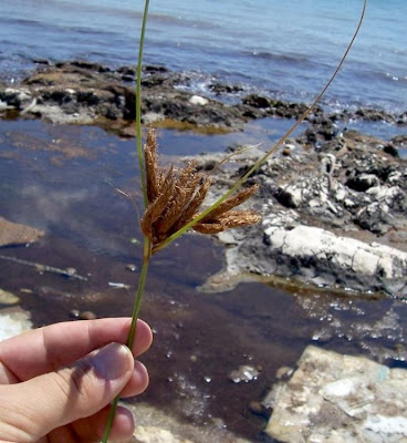 Alkali Bulrush, Scirpus maritimus